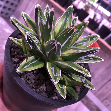 agave   victoria-ieginae  f.varieg. kizan《M  size》子吹き２つ   mad  black  pot植え