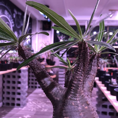 packypodium  gracilius《M size》※現地球株発根済み株‼︎  （限定1株）まだまだ葉を展開中のblack肌グラキ※mad black pot植え‼︎