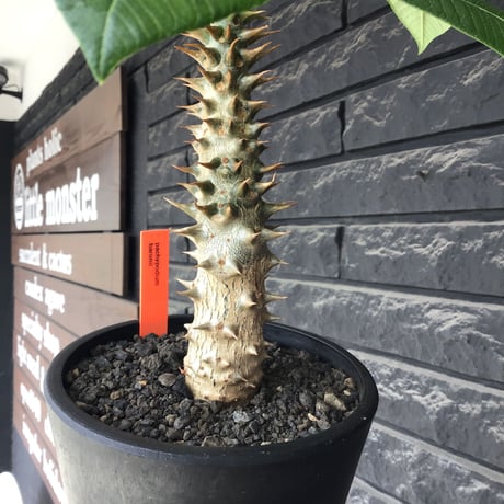 pachypodium  baronii《LL size》※激希少‼︎現地球発根後店主国内管理9年株※激極太幹を持ちどっしり構えの男前‼︎太いstuds棘が堪らない※mad black pot植え
