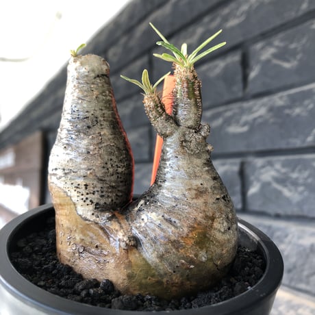 pachypodium gracilius《大きめS size》w-he'd株※現地球発根後店主国内管理3年株※weight低く丸みも強き良樹形株※mad black pot植え