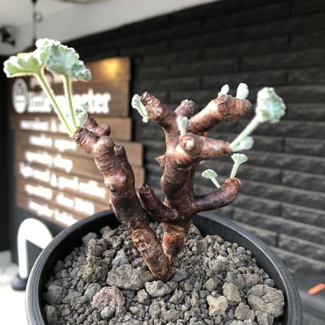 pelargonium  mirabile《M size》※現地球店主国内管理4年株※愛おしく堪らない冬型の人気者‼︎幹太め良枝振り※mad black pot植え