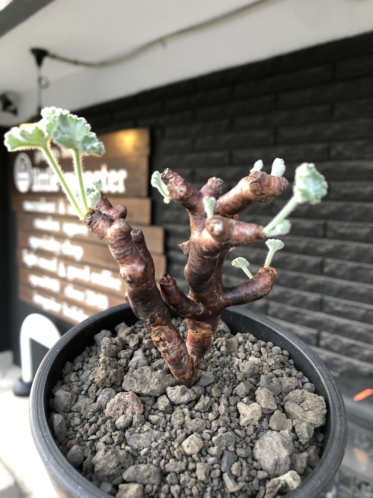 pelargonium mirabile《M size》※現地球店主国内管理4年株※愛おしく