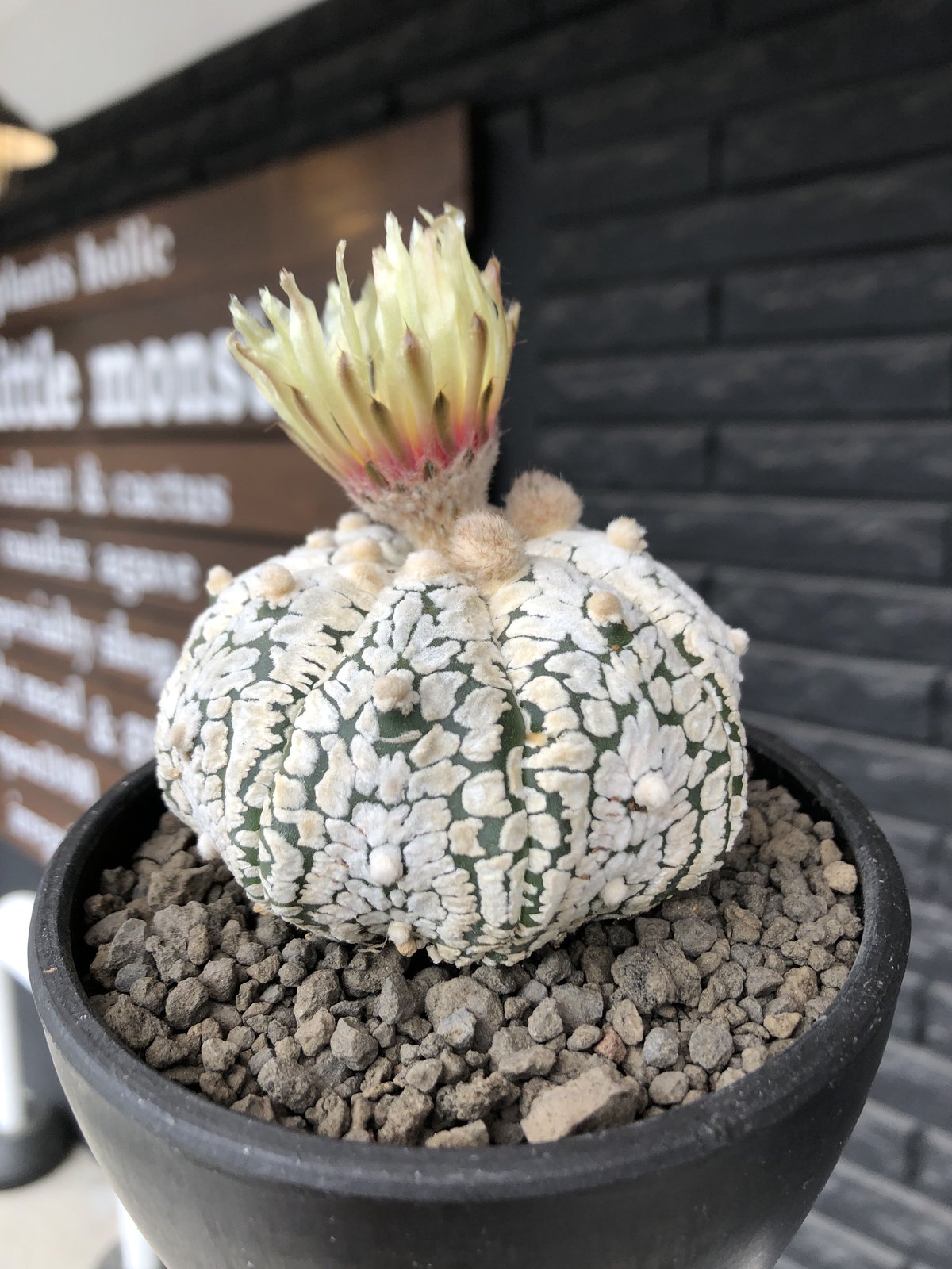 astrophytum asterias var.スーパー兜 V-type《L size》※店 astrophytum asterias var.スーパー兜 V-type《L size》※店