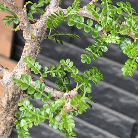 operculicarya decaryi  littmon seed🌱 《5年株》※極太幹にボコボコ感強く選抜株‼︎枝もパワータンクも太く良株※mad  black  pot植え