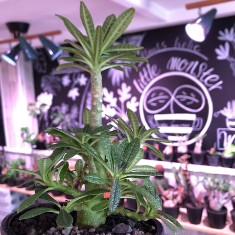 希少 dorstenia   gigas《大きめM size》littmon  seed🌱5年株※17本枝を出しぼってり株元＆良樹形balanceの将来有望ギガス※mad black pot植え