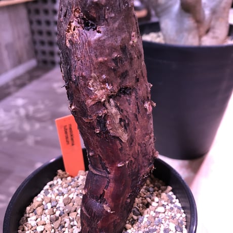 mestoklema   tuberosum《M  size》※冬季も成長開花するインテリア性高き人気灌木caudex‼︎  