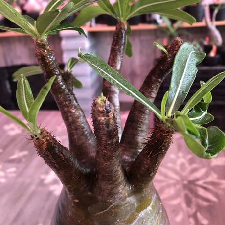 packypodium  gracilius《L size》※現地球発根済株※店主国内管理３年株※ぼってり大きな株元に奇跡の360°ロゼット枝振りの美株※mad black pot植え