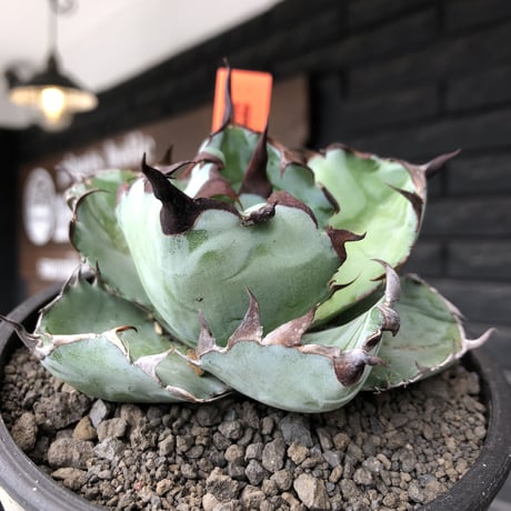 agave titanota black&blue 強棘《M size》選抜株※現地球株発根済※極めて纏まり締まり良き厳つさが堪らないワイルド株※mad black pot植え