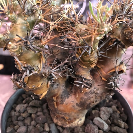 othonna   euphorbioides《L size》※現地球発根済株※どっしり構えの男前‼︎極太幹が堪らない良樹形株※鉄製鉢植え