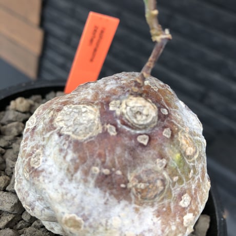 raphionacme zeyheri《M size》希少種※現地球発根後店主国内管理8年株※希少性高く、ボコボコ球体樹形が堪らない‼︎白肌の中に一部赤肌を持つ一株※mad black pot植え