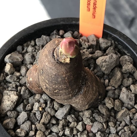 monadenium globosum《大きめM size 》※現地球発根済株※激希少種‼︎真っ黒のツル肌に赤い葉が大変美しく、白花とのcontrastが最高な一株‼︎※mad black pot植え