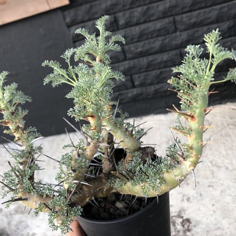 sarcocaulon  herrei《L size》