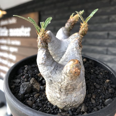 pachypodium gracilius《大きめS size》両 A面&w-he'd株※現地球発根後店主国内管理2年株※ぼってり愛くるしさ100%な一株※mad black bowl pot植え