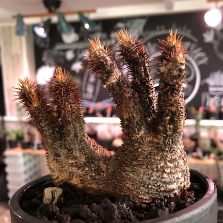packypodium  gracilius《 M size》W-he'd※現地球発根済※最高バランスな美株二分頭株!未来を想像でき大変良き樹形＆肌質株※mad black bowl pot植え