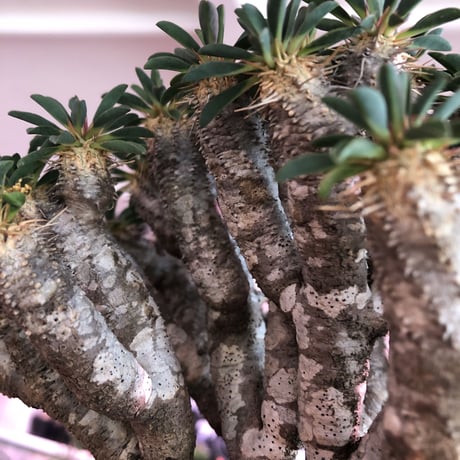 euphorbia  guillauminiana《L size》※現地球発根済株※細枝多数のwildさ繊細さ＆美しさの二面性持つ現地球株らしさ全開株※mad black pot植え
