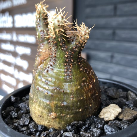 packypodium  gracilius《大きめS size》希少二頭枝※現地球発根済株※店主国内管理2年株※歪感のあるぼってり樹形が逆に堪らなく愛くるしい一株※mad black pot植え