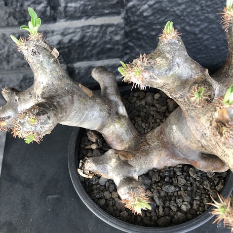 packypodium  brevicalyx《L L size》※現地球発根済株※荒い肌質に極太幹がwildすぎる上、美術的＆interior性高き激オススメ株※mad black pot植え