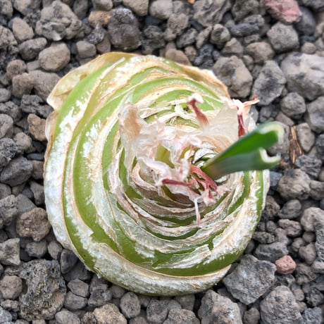 albuca spiralis cv.frizzle sizzle《L size》※littmon seed株※より強くカールが出る良きサイズなフリズルシズル‼︎※black bowl pot植え