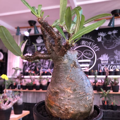 packypodium  gracilius《L size》※現地球発根済株※店主国内管理2年株※枝折れにより一頭枝ながら激しい小枝多数のぼってり選抜株※mad black pot植え