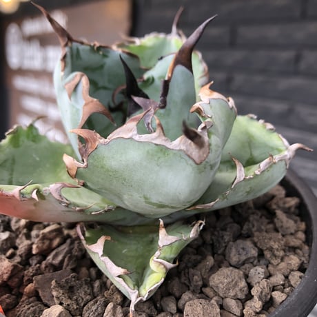 agave titanota black&blue 強棘《M size》選抜株※現地球株発根済※極めて纏まり締まり良き厳つさが堪らないワイルド株※mad black pot植え