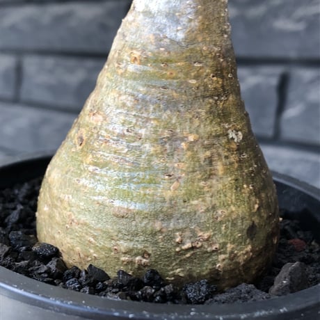 pachypodium gracilius《大きめS size》僅かにgreen肌&球体樹形※現地球発根後店主国内管理2年株※1頭枝のため少し縦に長めながら球体良樹形※mad black pot植え