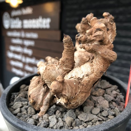 euphorbia itremensis《L size》※現地球株発根済②※大きめ且つバランスも良き激しい枝振りが堪らないイトレ※black pot植え