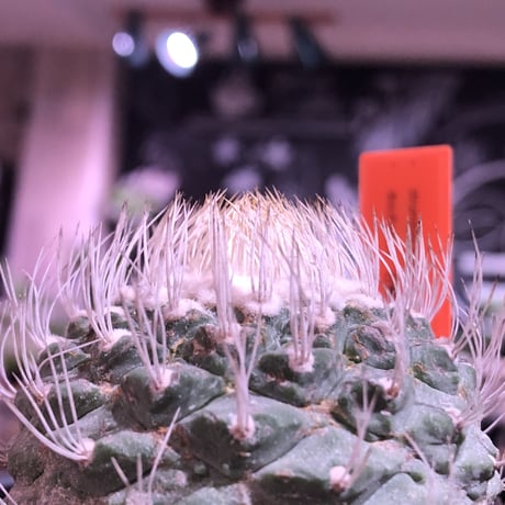 strombocactus 白棘菊水《大きめM size》激希少‼︎現地球発根済株※店主国内管理12年株※激希少株の上、極美白棘菊水‼︎堪らない唯一無二感※mad black bowl pot植え