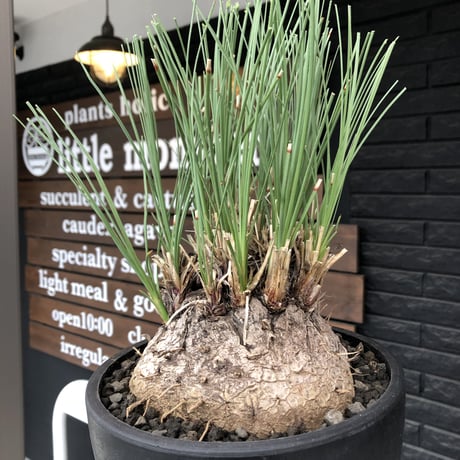 calibanus hookeri《L L size》※現地球発根後店主国内管理6年株※大変bigな良樹形且つ荒々しいwild肌質な男前フーケリー‼︎※mad black bowl pot植え