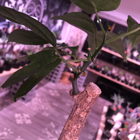 adenia  heterophylla 《M size》※成熟すると赤い梨に似た形の果実ができ、蝶の様な葉がかわいい‼︎※mad black pot植え