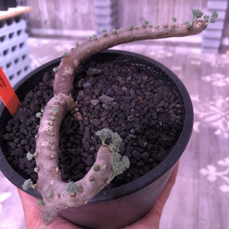 sarcocaulon   multifidum《L size》※ピンクの花も葉も可愛い人気者  ※mad  black  pot植え