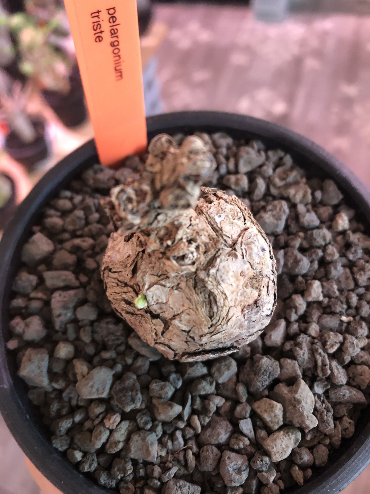 pelargonium triste《小さめM size》※現地球発根済株※店主国内管理2年株