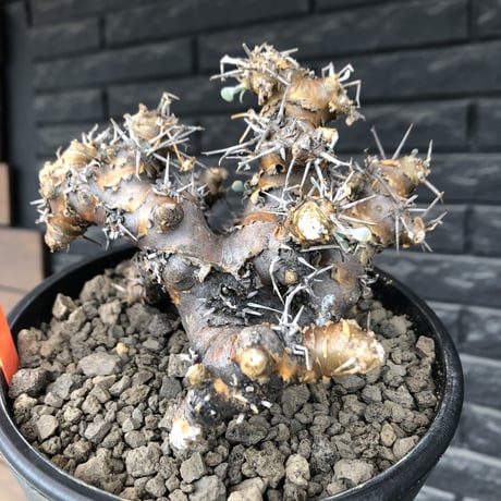 othonna  euphorbioides《L size》※現地球発根後店主国内管理4年株※weight低く低重心且つ枝振りも良き良樹形※mad black pot植え