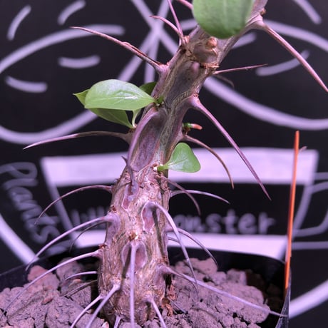 fouquieria   diguetii