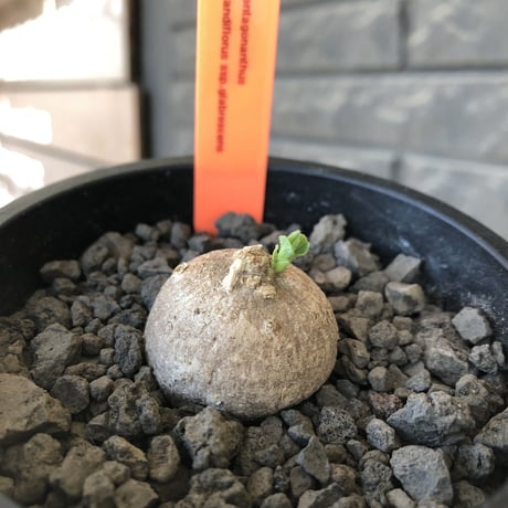 pentagonanthus grandiflorus ssp.glabrescens《S size 》※現地球発根後店主国内管理2年株※激希少種‼︎可愛すぎるサイズ※mad black pot植え