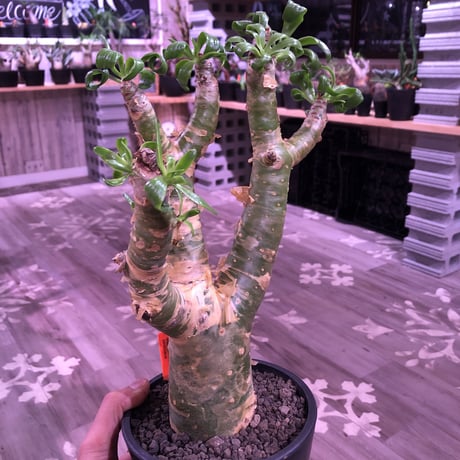 tylecodon  paniculatus 《太めM size》店主3年管理株‼︎ 激推し株‼︎　※mad black pot植え