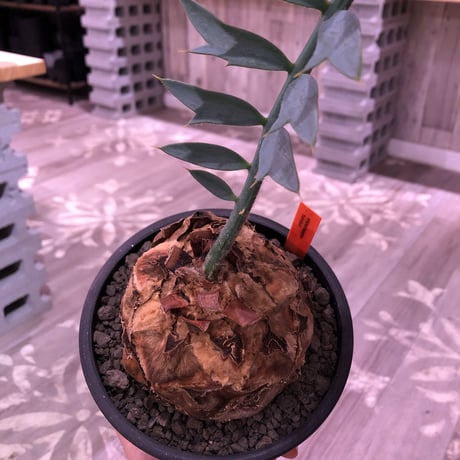 encephalartos   horridus《L size》希少※国内管理2年株‼︎超球体美株‼︎※mad black bowl pot植え