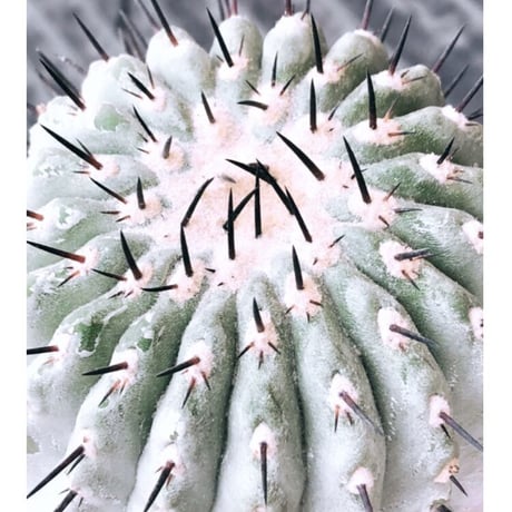 copiapoa cinerea 黒王丸《大きめL size》激希少※現地球発根後店主国内管理15年株※選抜特選株※mad black bowl pot植え