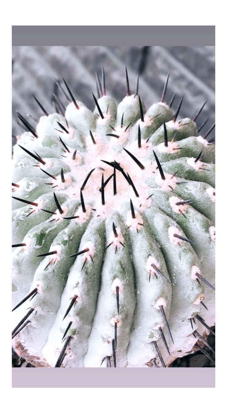 copiapoa cinerea 黒王丸《大きめL size》激希少※現地球発根後店主国内