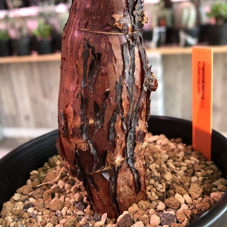mestoklema   tuberosum《小さめM  size》※冬季も成長開花する潅木‼︎丈短で成熟株の表皮肌質‼︎※限定２株