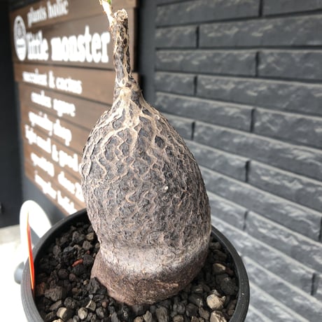 cyphostemma montagnacii《 大きめL size》※現地球発根後店主国内管理7年株※希少種大株ひび割れた表皮が渋かっこいい一株‼︎良樹形※mad black bowl pot植え