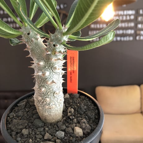 pachypodium tackyi《M size》希少種※littmon seed 4年株※白く美しくちぢれ葉が堪らなくかわいすぎる一株※mad black bowl pot植え