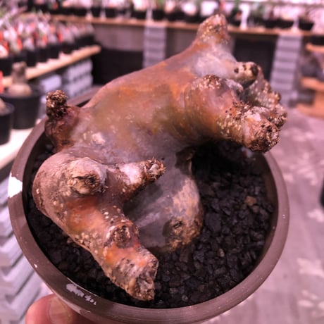 pachypodium  cactipes《L size》赤肌W-he'd株※現地球株発根済※良枝振り＆赤味強き存在感抜群株※mad brown marble bowl pot植え