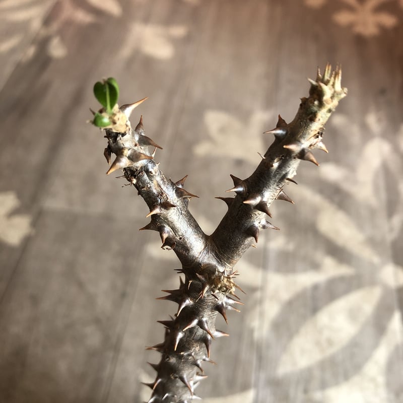 packypodium mandritsara《M size》※現地球発根済株※4/4芽吹