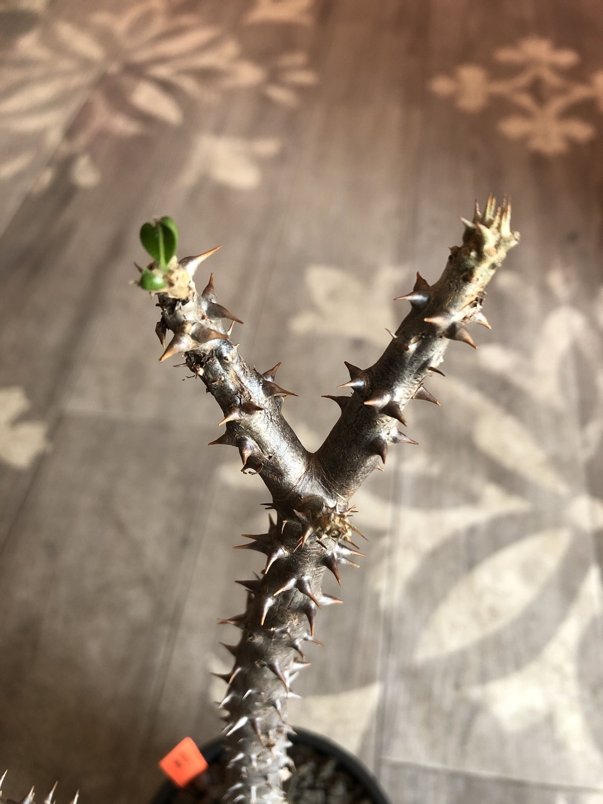 packypodium mandritsara《M size》※現地球発根済株※4/4芽吹