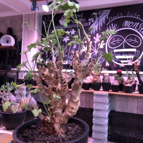pelargonium   crithmifolium《L size》※塊根部分から芽吹き年々樹形がボコボコと変化しギザギザ葉も可愛い冬型 ※mad black pot植え