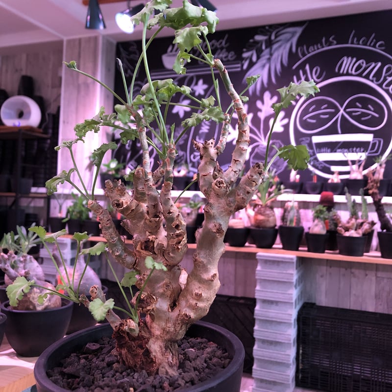 塊根植物・コーデックス Pelargonium crithmifolium pelargonium crithmifolium《L size》※塊根部分から芽吹き年々