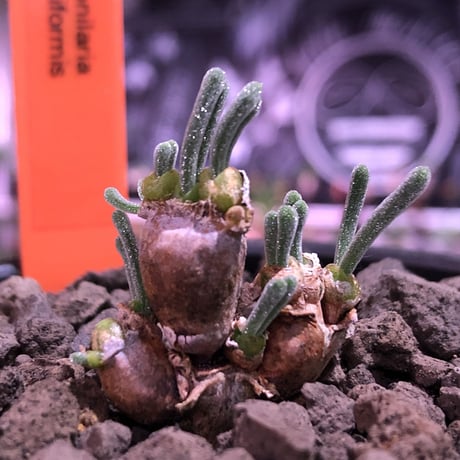 monilaria   pisiformis《SS  size》※現地球発根済株※モニラリア属　（最上位激希少種）※冬型caudex‼︎   ※mad black bowl pot植え