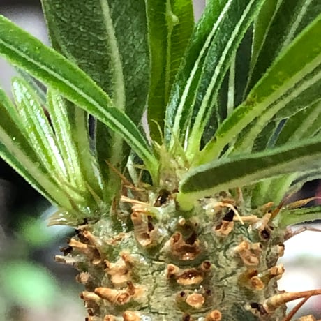 pachypodium gracilius《小さめM size》※現地球株発根済※とびきり球体感強きgreen肌で堪らなくかわいい一株‼︎※black bowl pot植え