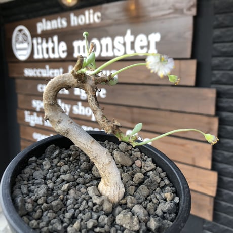 othonna clavifolia《M size》激希少※現地球発根済株※個体が激減し輸入厳しいぷっくり多肉質の葉を展開する冬型の人気者‼︎オススメ株※mad black pot植え