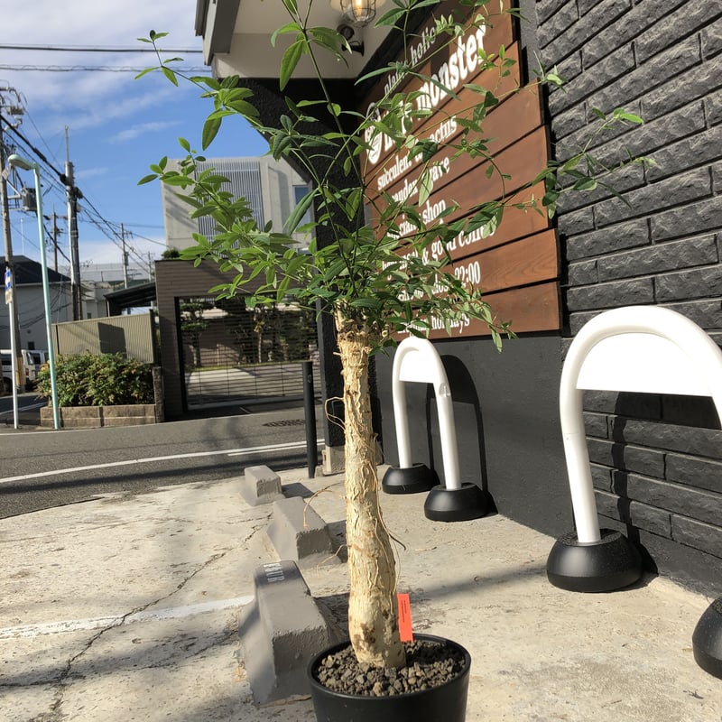 euphorbia mahabobokensis《L size》驚愕激希少種※マダガスカ